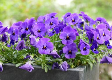 ce-soir-on-mange-des-fleurs