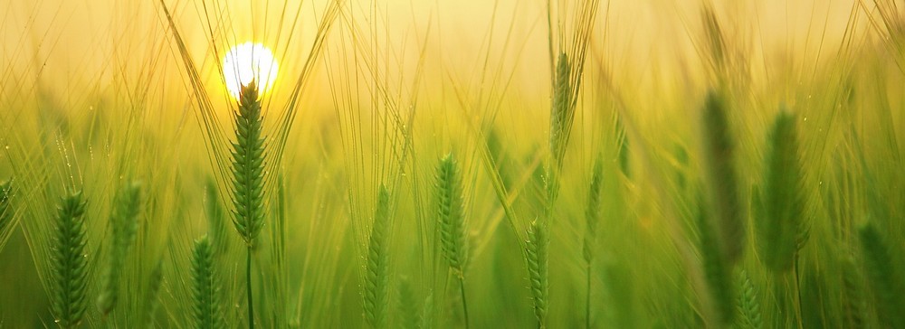 bienvenue-dans-un-lycee-agricole-catholique